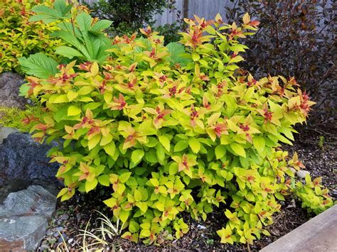 Maintaining spirea magic carpet